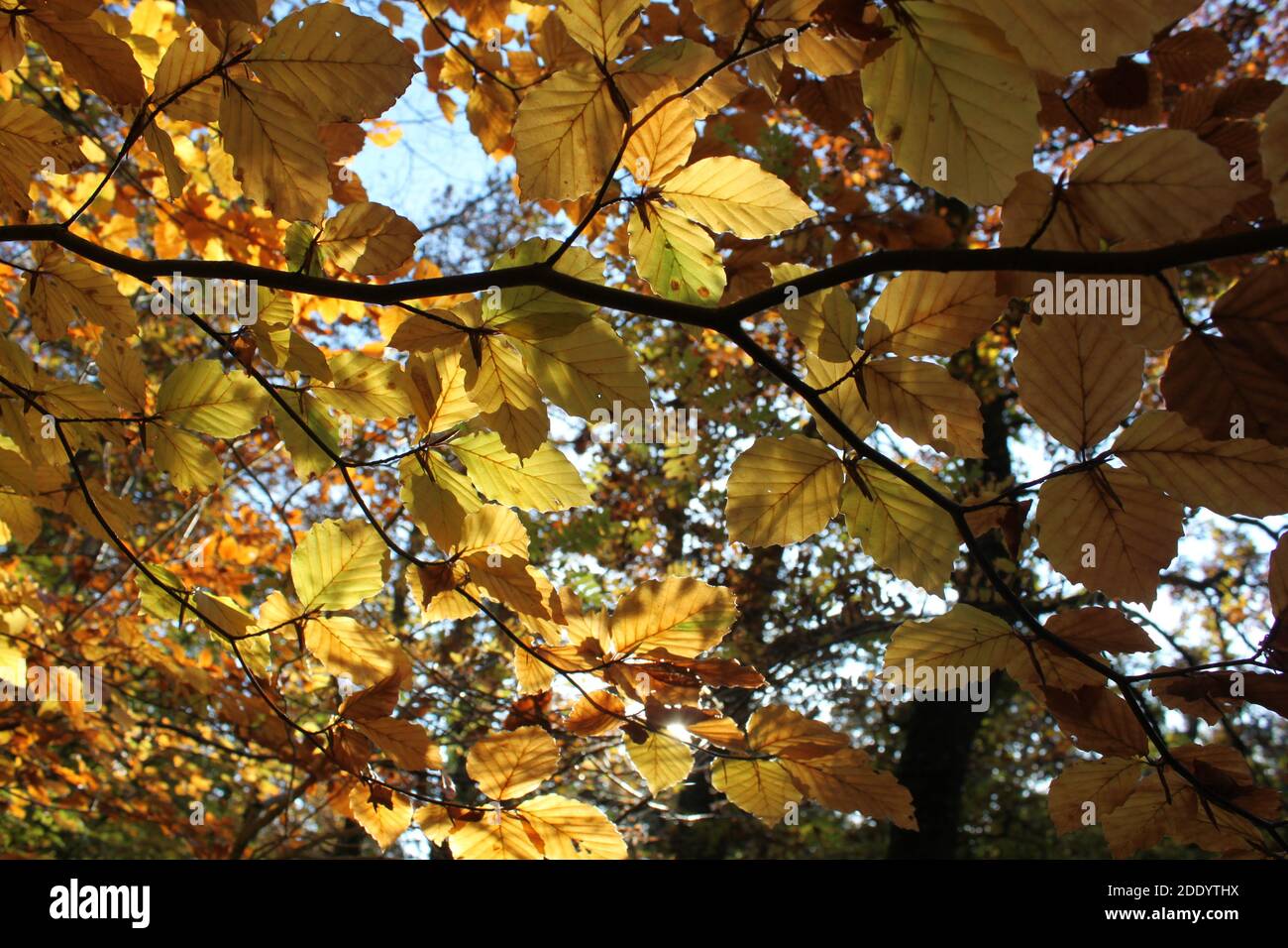Guardando sugli alberi con foglie autunnali in contrasto. Strati di colore. Foto Stock