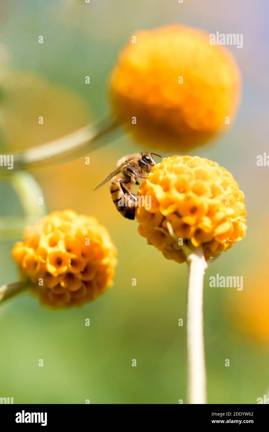 Alimentazione delle api su Orange PomPom Flower Budlea in English Country Giardino Foto Stock