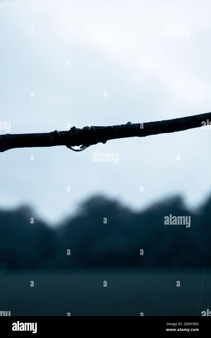 Gocciolina d'acqua che si aggancia alla diramazione Foto Stock
