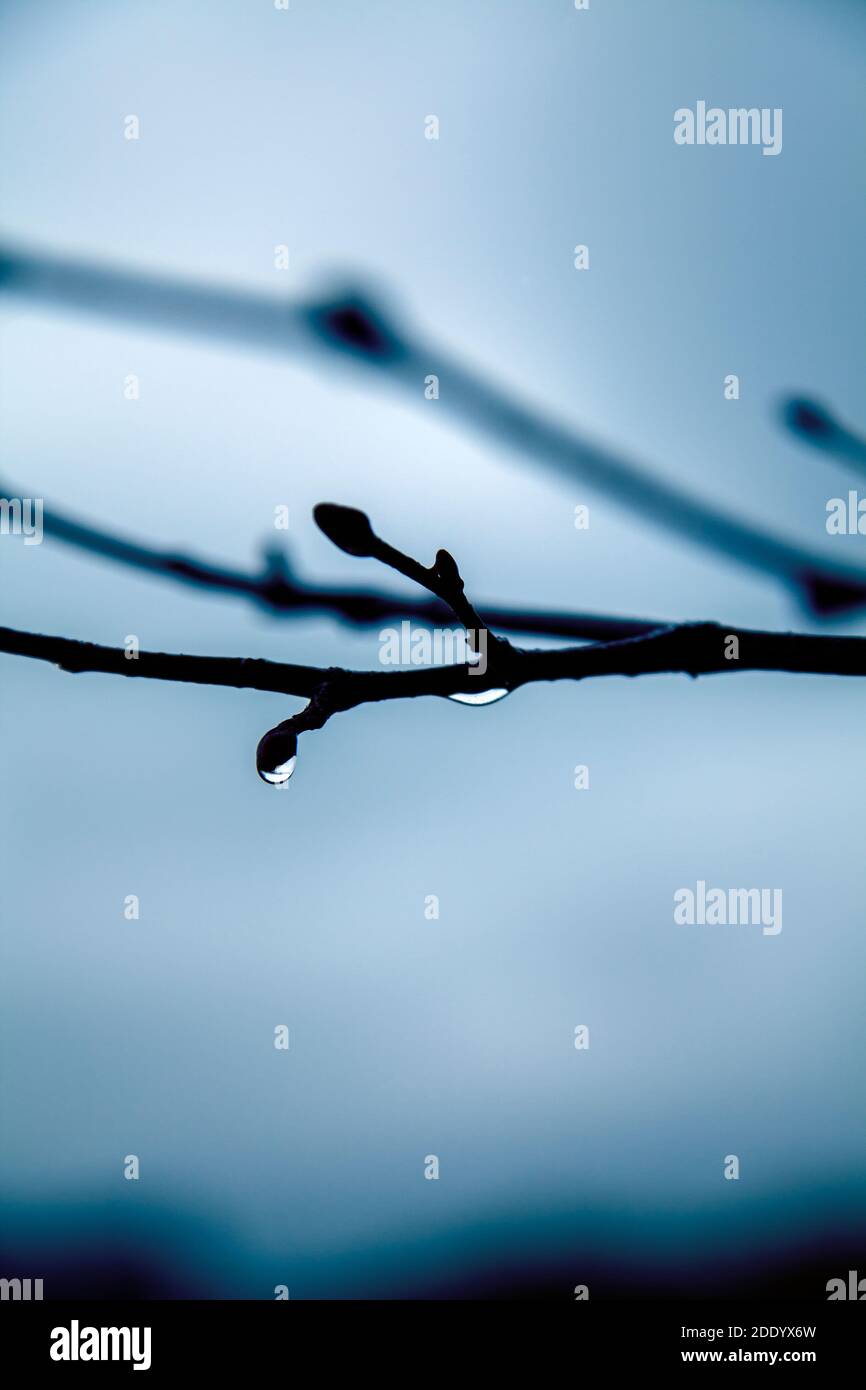 Gocciolina d'acqua che si aggancia alla diramazione Foto Stock