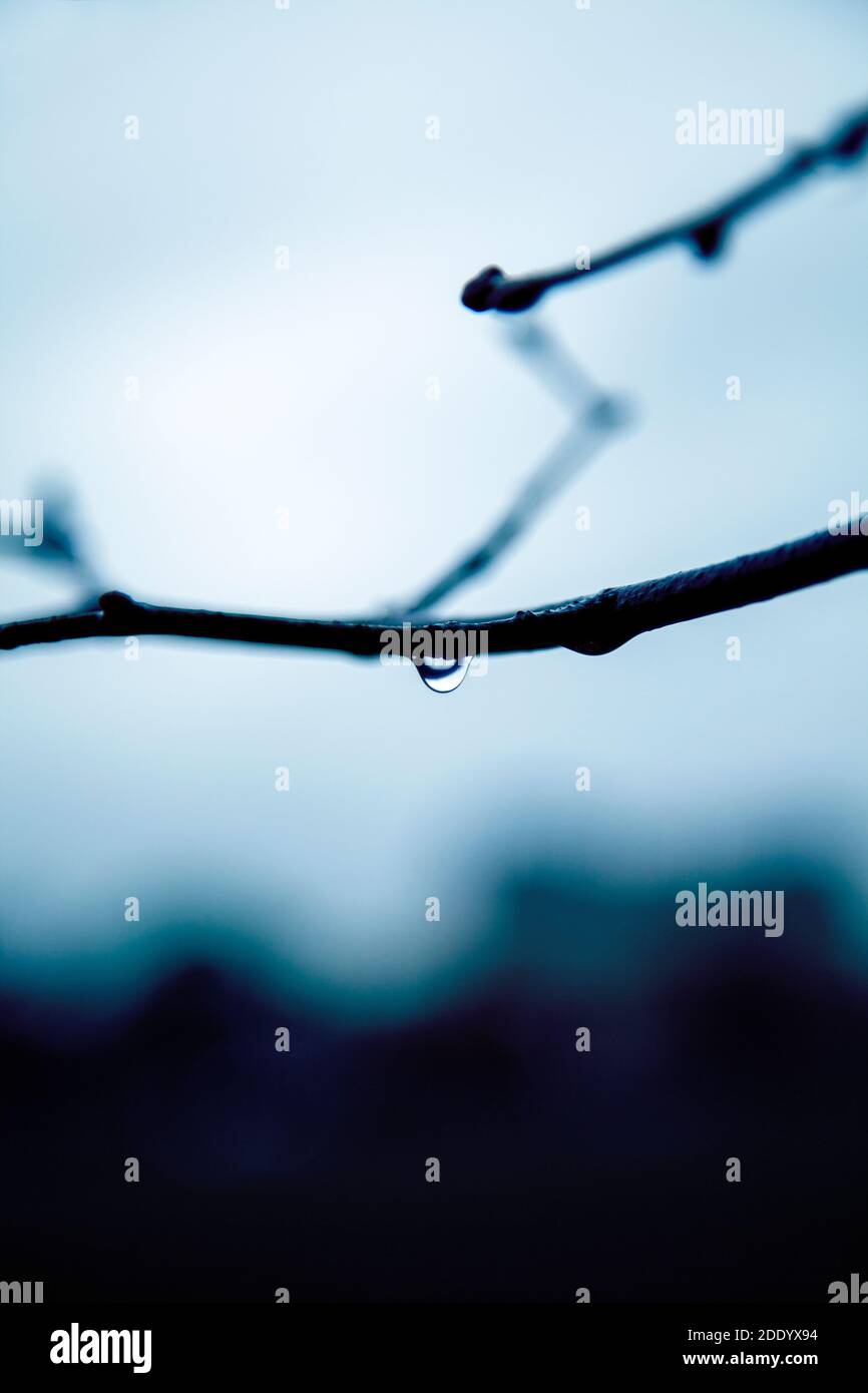 Gocciolina d'acqua che si aggancia alla diramazione Foto Stock
