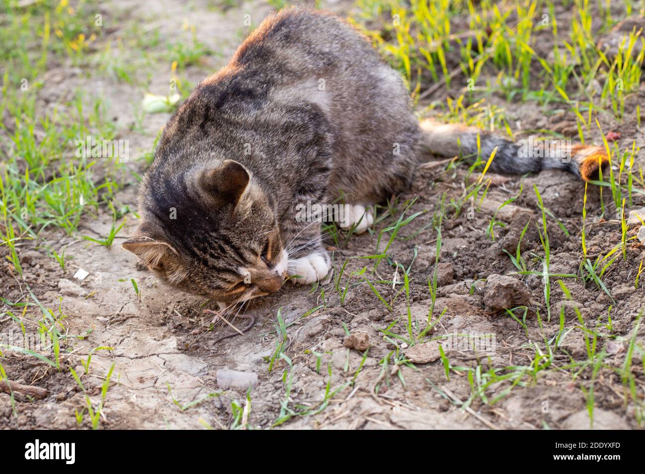il cacciatore di gatto grigio ha catturato un topo e lo mangia. Istinto di  base in animali Foto stock - Alamy
