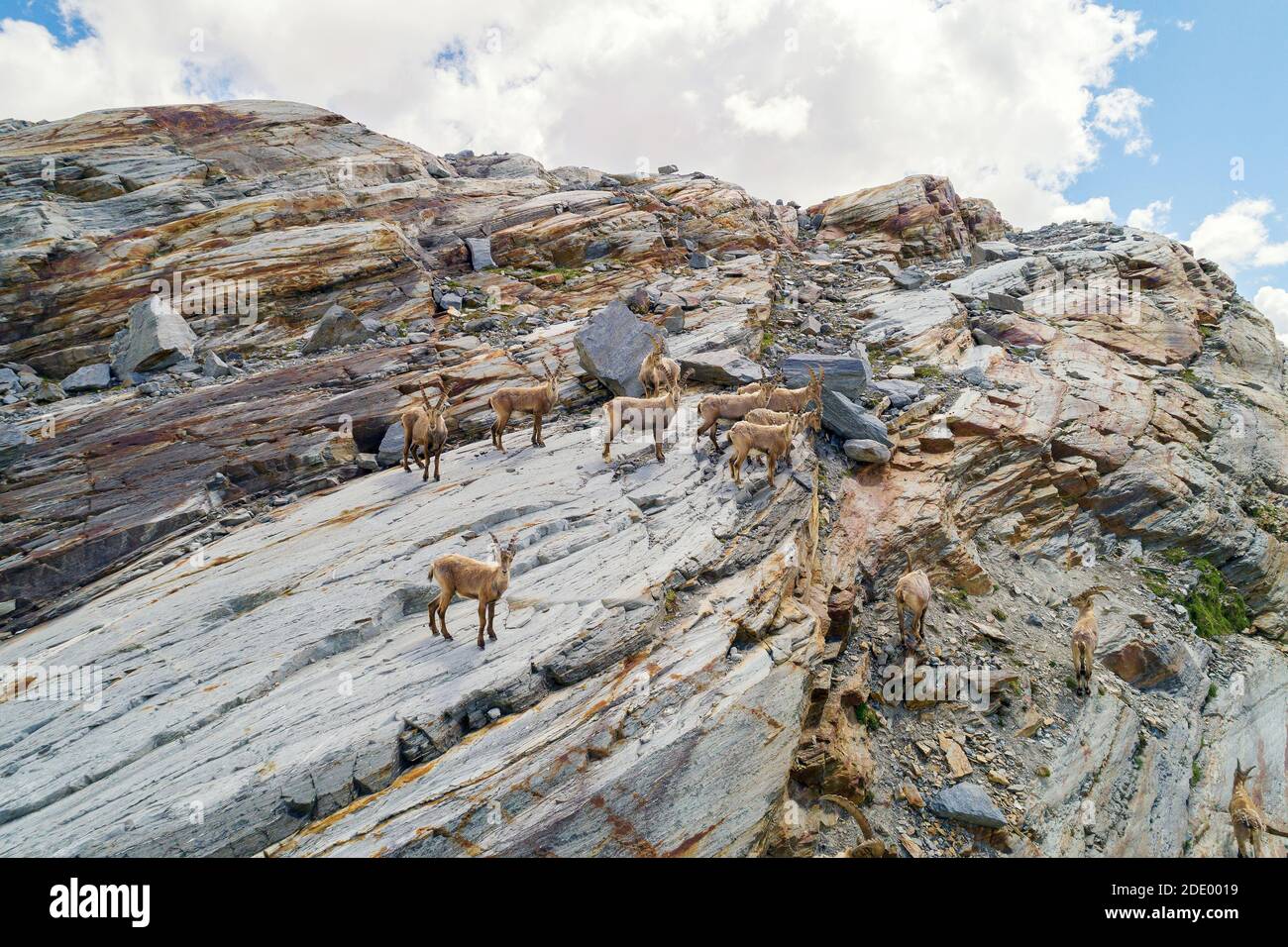 Stambecchi nelle alte montagne, vista aerea Foto Stock
