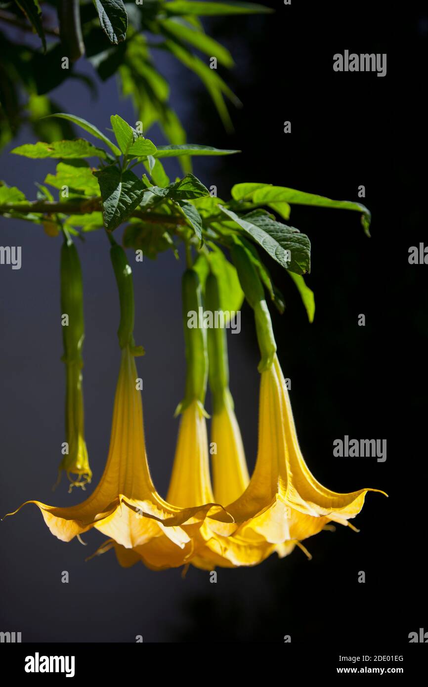 Angeli tromba (Brugmansia suaveolens) su uno sfondo scuro Foto Stock