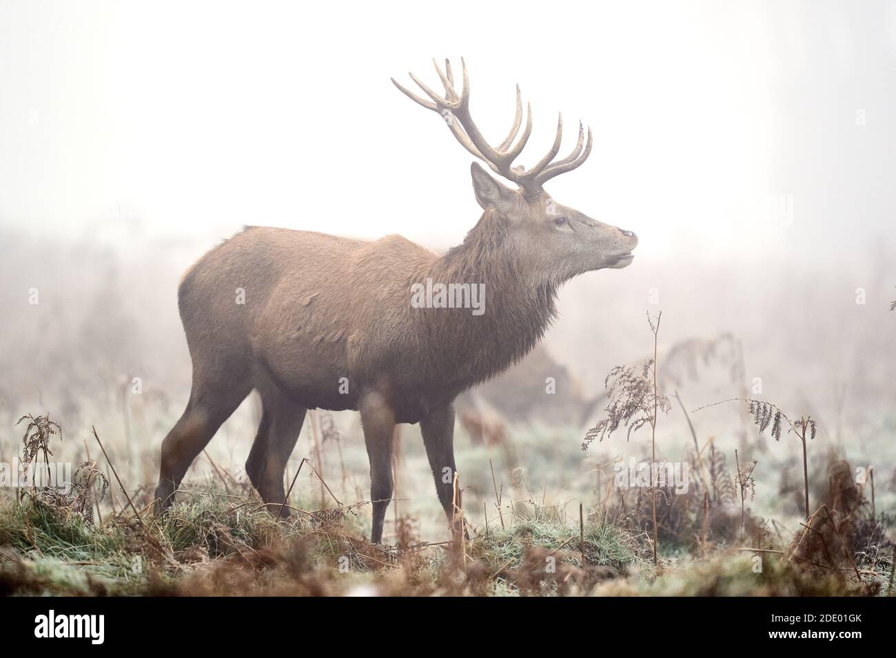 Un cervo si trova nella nebbia di Bushy Park, a sud-ovest di Londra, dopo che le temperature notturne nell'Inghilterra meridionale sono scese sotto il congelamento. Data immagine: Venerdì 27 novembre 2020. Il credito fotografico dovrebbe essere: John Walton/PA Wire Foto Stock