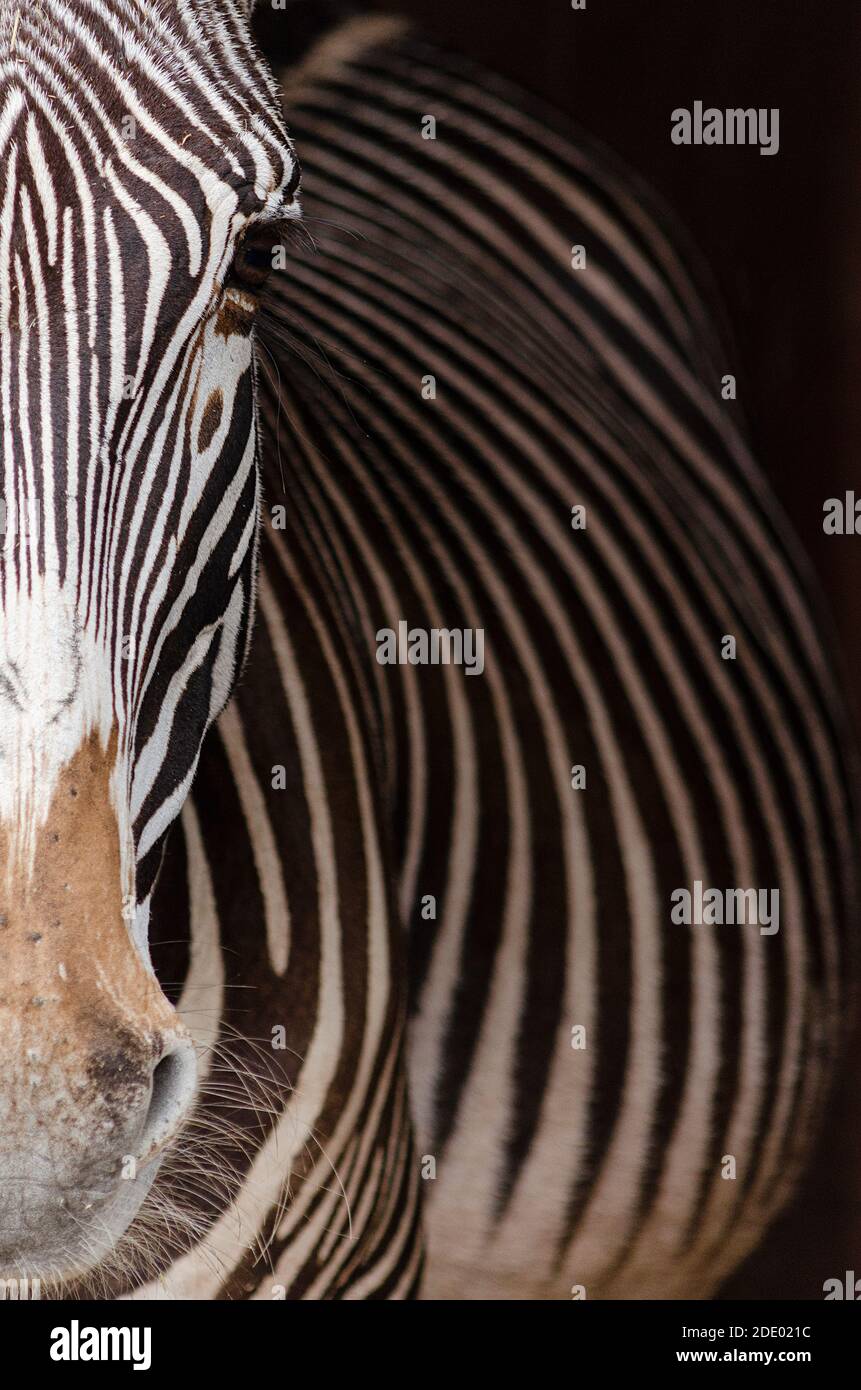 Ritratto di una zebra close up Foto Stock
