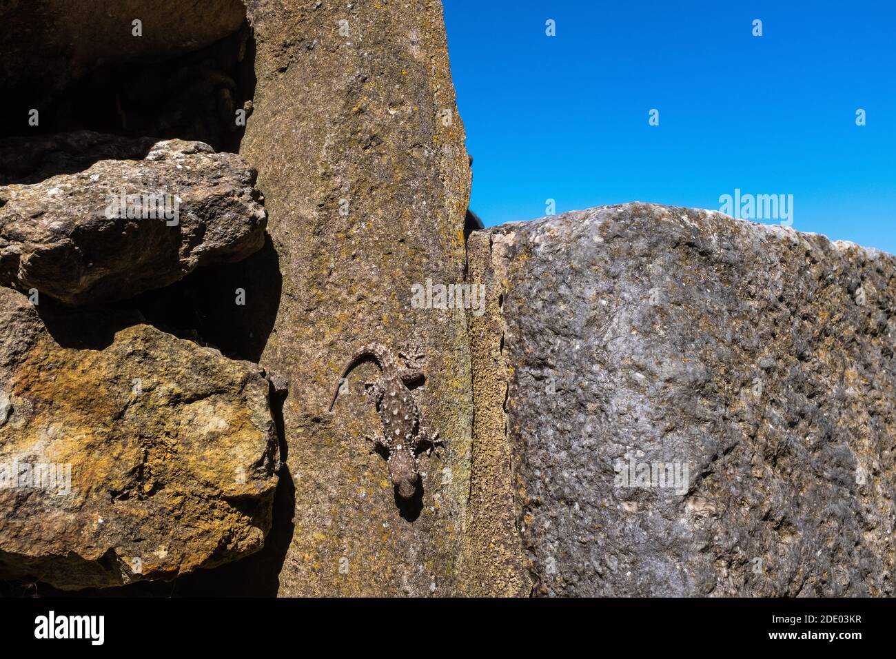 Un Gecko moresco (Tarentola Mauritania) mimetato tra le rocce nei pressi di un villaggio in Portogallo. Questo animale è in grado di cambiare rapidamente il colore. Foto Stock