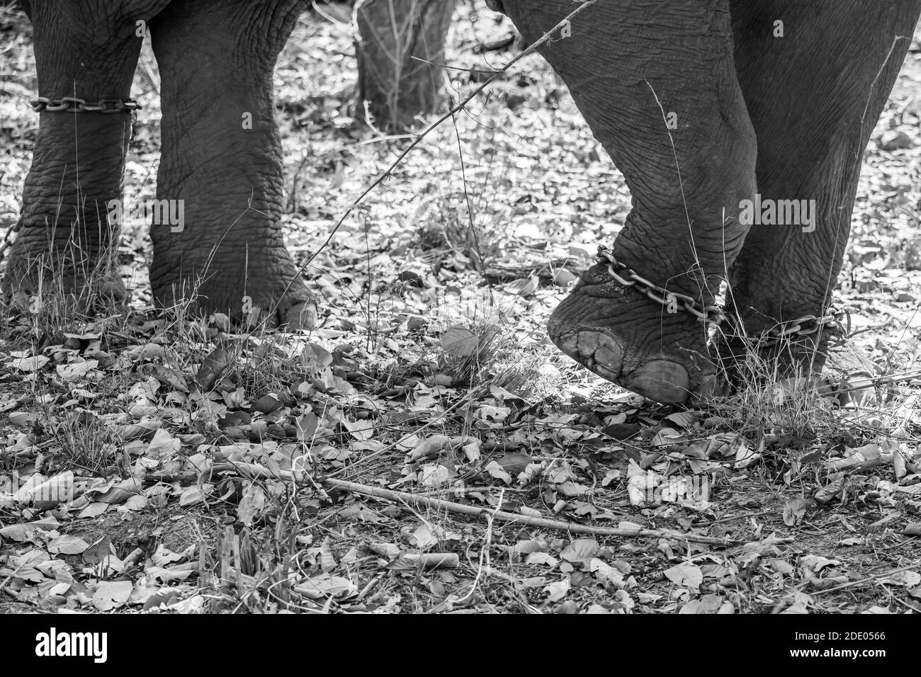 Elefante asiatico (Elephas maximus) Lavora come pattuglia tigre nei Parchi nazionali dell'India Foto Stock