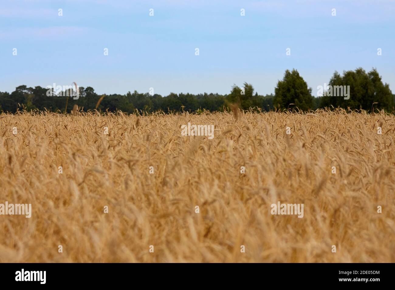 campo di grano dorato, spighe di grano Foto Stock