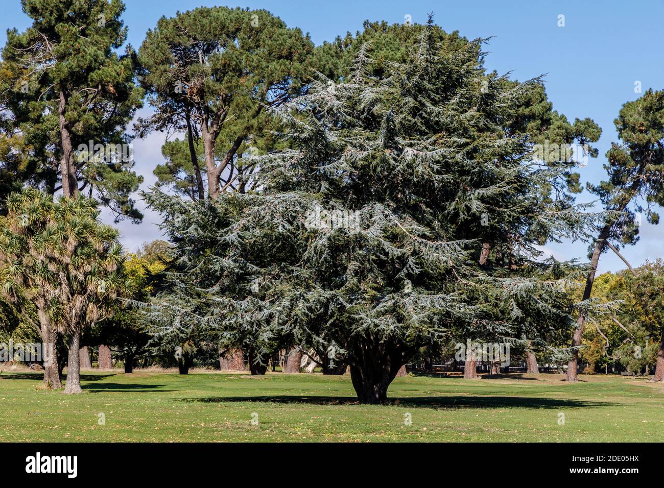 Blue Atlas Cedar Tree, Cedrus atlantica glauca, a Hagley Park, Christchurch, Nuova Zelanda. Un grande sempreverde della famiglia dei pini Pinaceae. Foto Stock