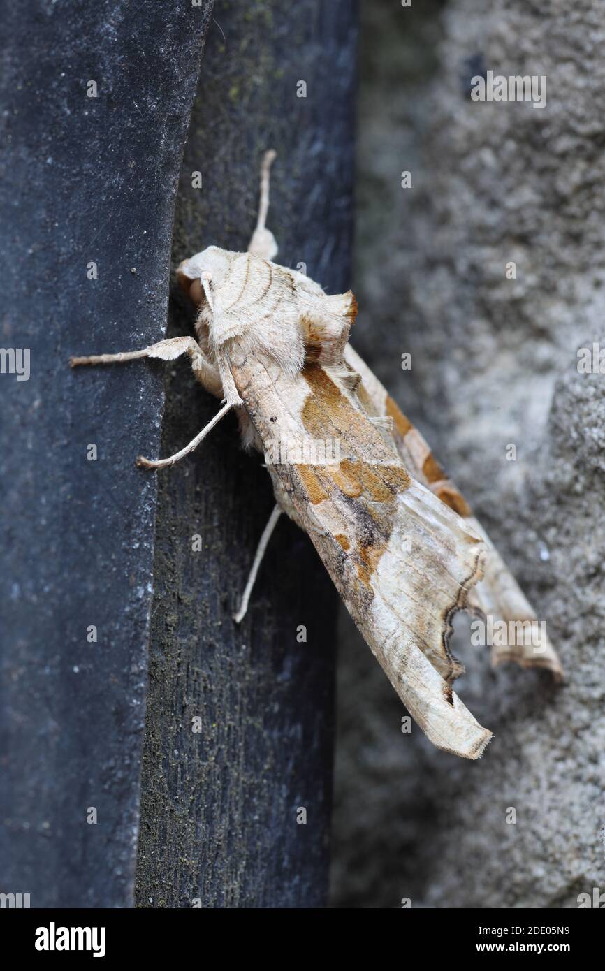 Angle shades (Phlogophora meticolosa) Moth riposante su un cancello di giardino, nell'Inghilterra del Nord, Regno Unito Foto Stock