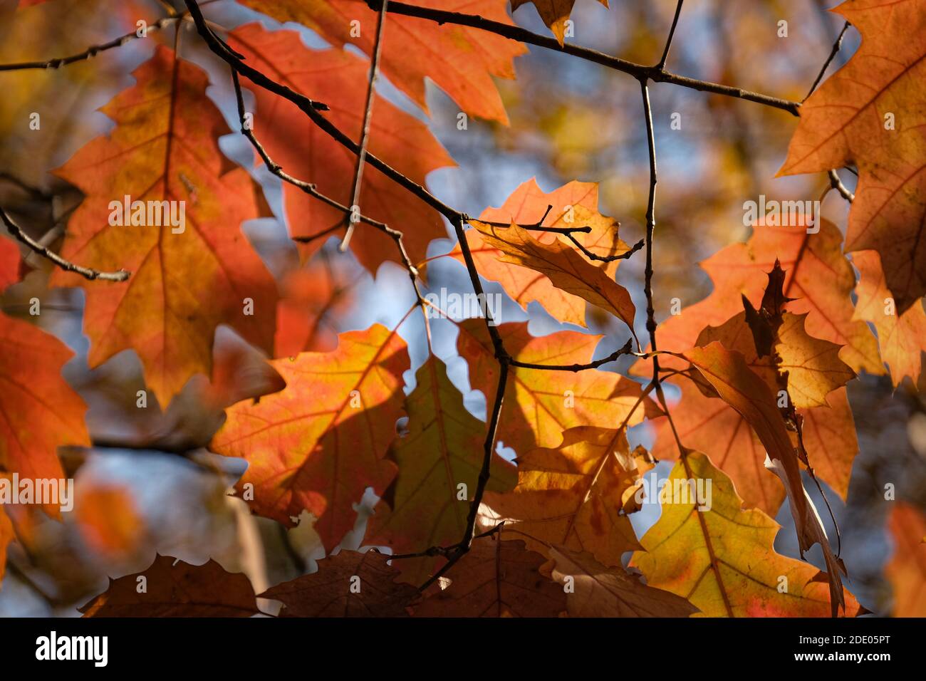 Un closeup di foglie di quercia nera su un albero in un campo sotto la luce del sole in autunno Foto Stock