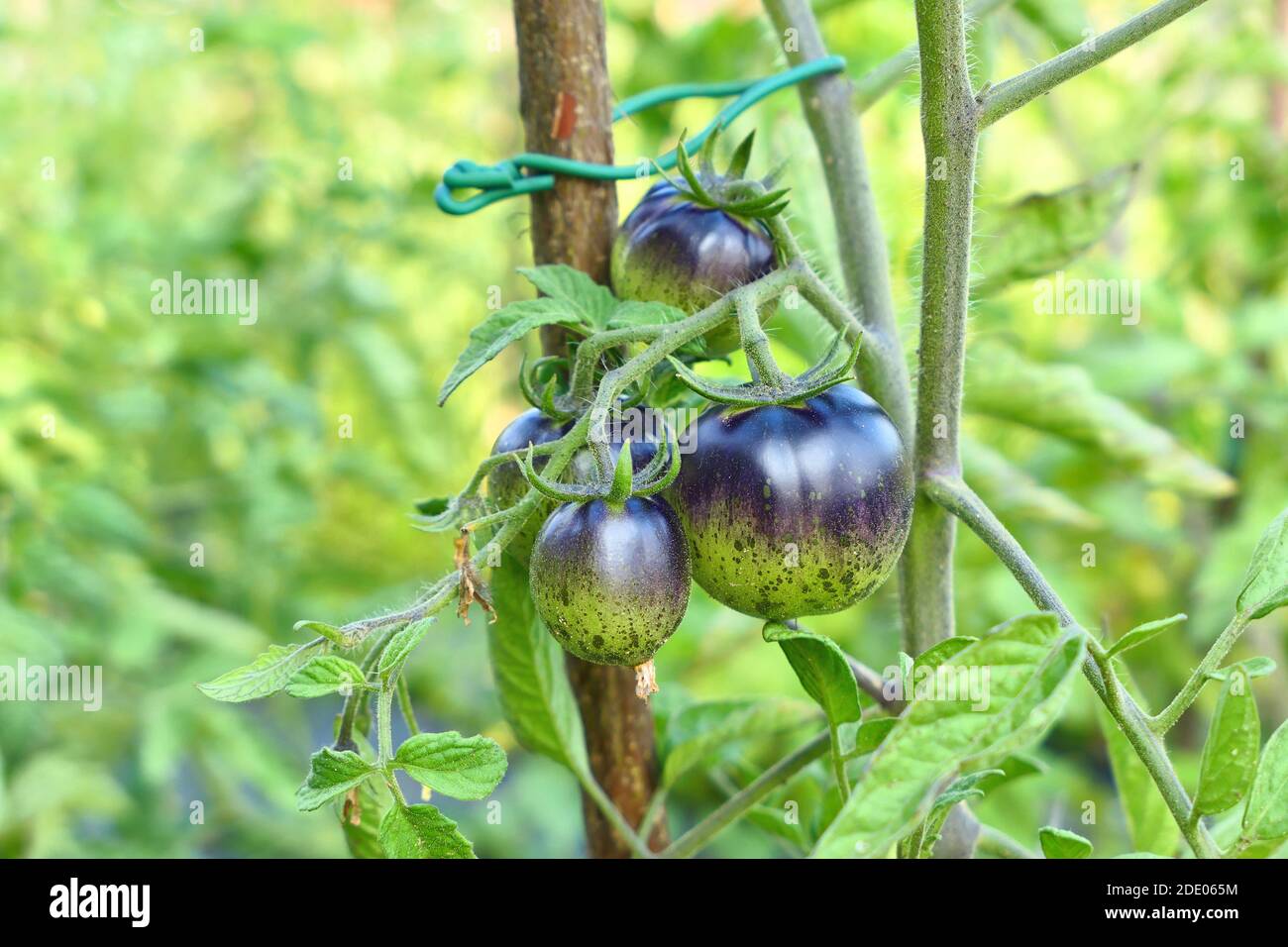 Dark Galaxy Heirloom pomodoro che cresce nel giardino di verdure. Foto Stock