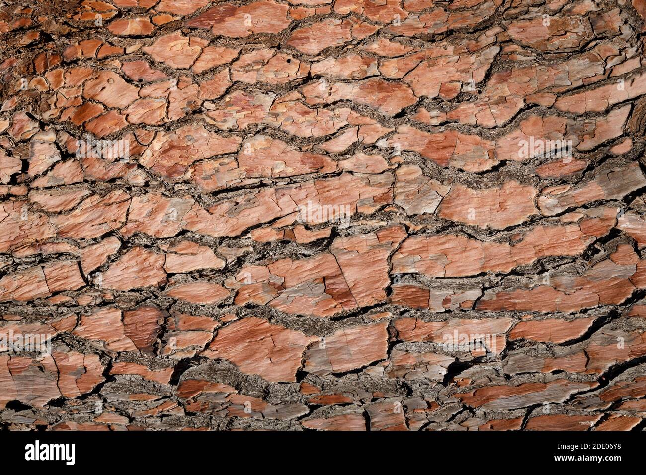 Superficie di corteccia di albero testurizzata con una tinta rossa. Foto Stock