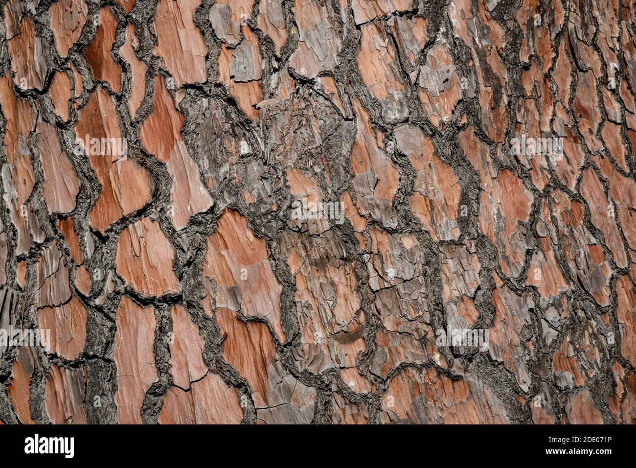 Superficie di corteccia di albero testurizzata con una tinta rossa. Foto Stock