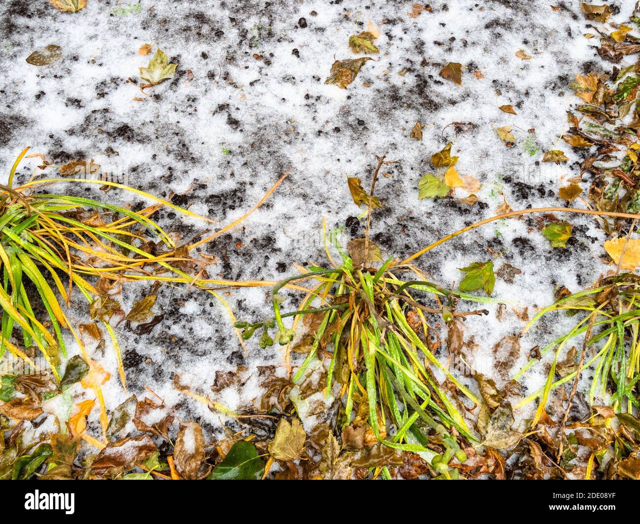 piante ricoperte di ghiaccio e terreno nel giardino cittadino dopo la pioggia congelante il freddo giorno d'autunno Foto Stock