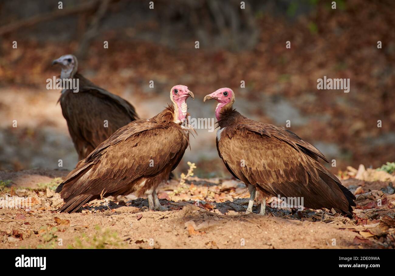 Due avvoltoi con cappuccio (Necrosyrtes monachus), South Luangwa National Park, Mfuwe, Zambia, Africa Foto Stock