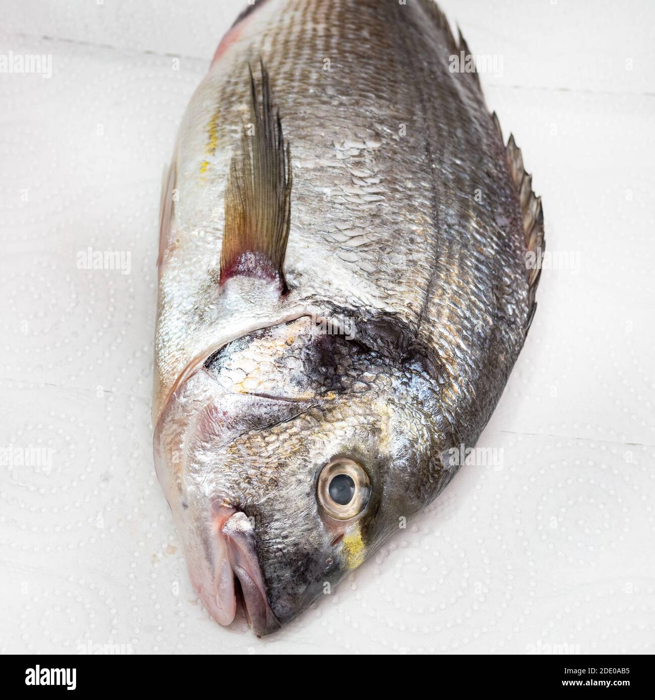 Testa di orata cruda (Sparus aurata, Orata, Dorada) su asciugamano di carta bianca Foto Stock