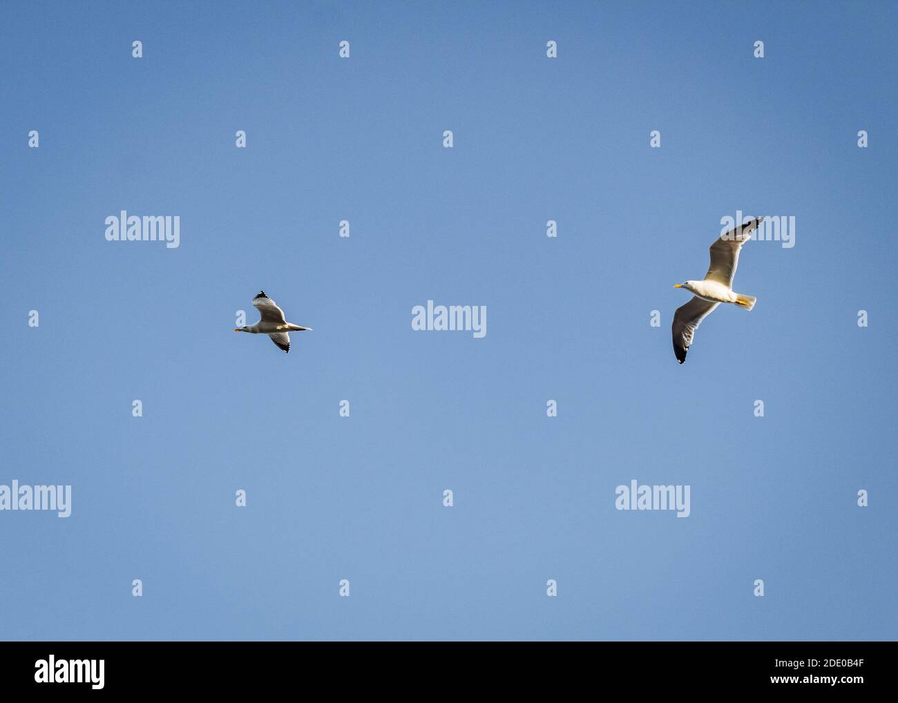 Gabbiani che volano nel cielo sopra Burgas Foto Stock