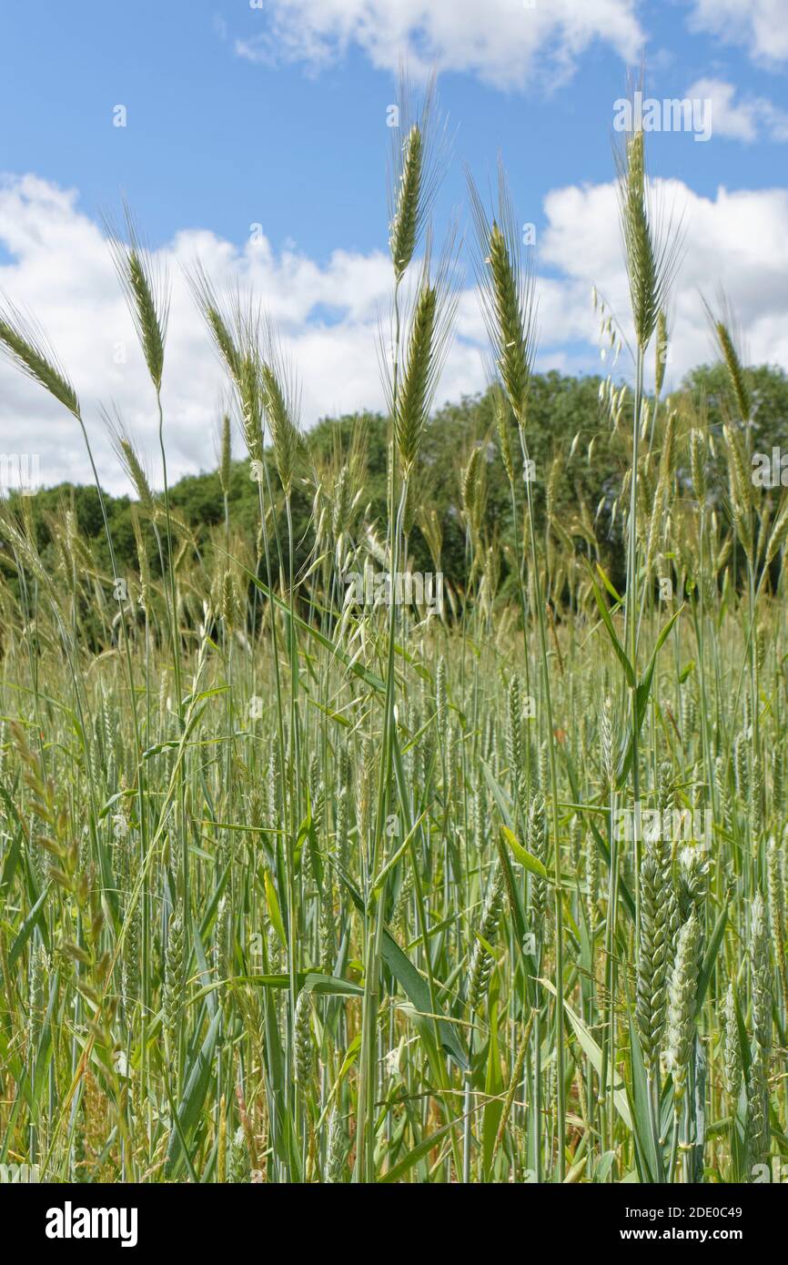 Raccolto misto di Barley (Hordeum vulgare), frumento (Triticum aestivum) e avena (avena sativa) maturando in un campo arabile, Wiltshire, UK, giugno. Foto Stock