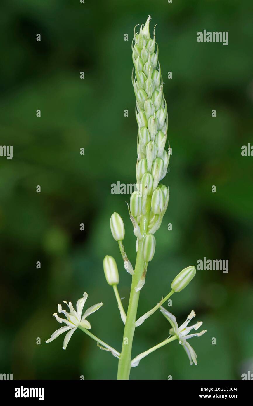 Asparagi da bagno / stella spikata di Betlemme (Ornithogalum pyrenaicum) picco di fioritura con un mix di fiori e gemme in un ricovero di campagna, vicino a Box, Foto Stock