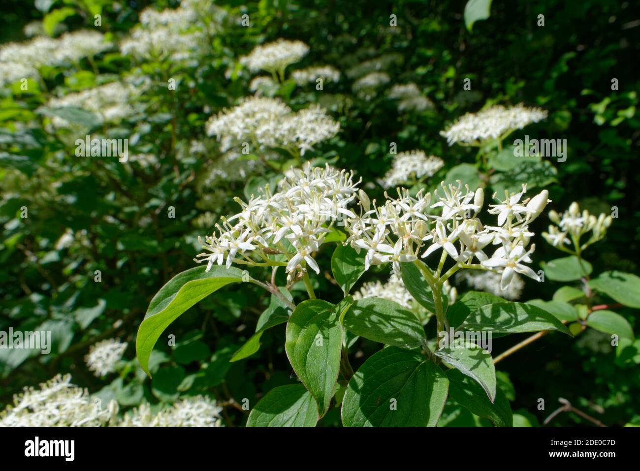 Arbusti di Dogwood comune (Cornus sanguinea) fiorenti in profusione su un bordo di bosco, Wiltshire, UK, giugno. Foto Stock