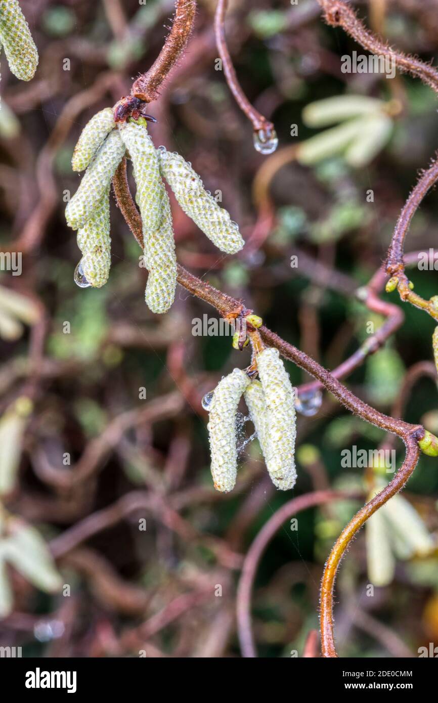 Catkins a fine autunno su albero di nocciole intrecciate, Corylus avellana 'Contorto'. Foto Stock