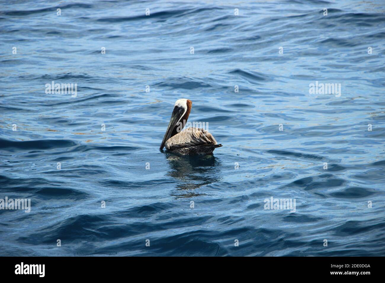 Pelican galleggianti nell'Oceano Pacifico Blu Foto Stock