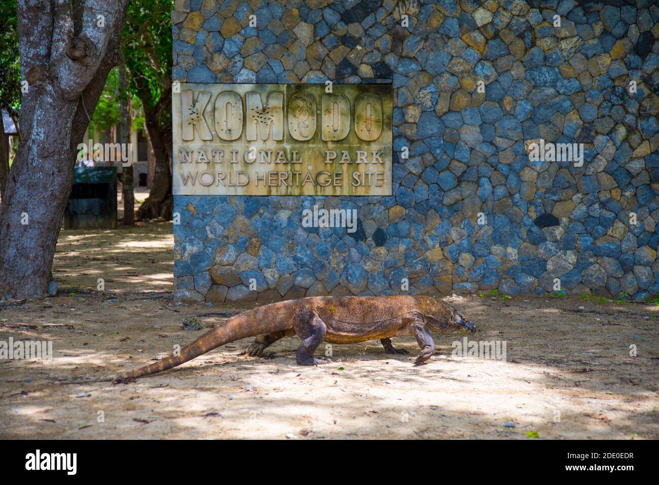 Il drago di Komodo, la lucertola più grande del mondo, cammina sul terreno accanto al cartello Komodo . E' una preistoria pericolosa e carnivora Foto Stock