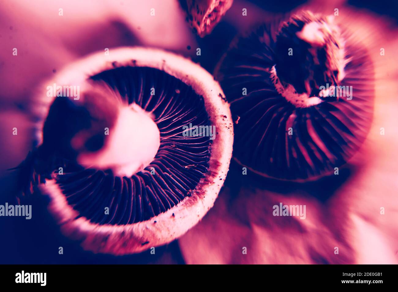 Foto trippy di funghi allucinogeni nella luce della rosa Foto Stock