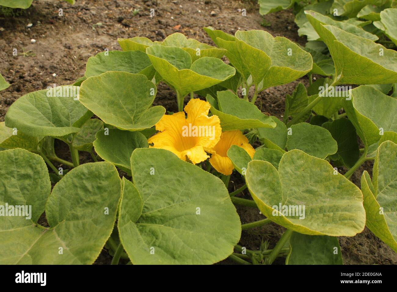una grande pianta di zucca verde con grandi fiori gialli closeup in un giardino vegetalbe in olanda in primavera Foto Stock