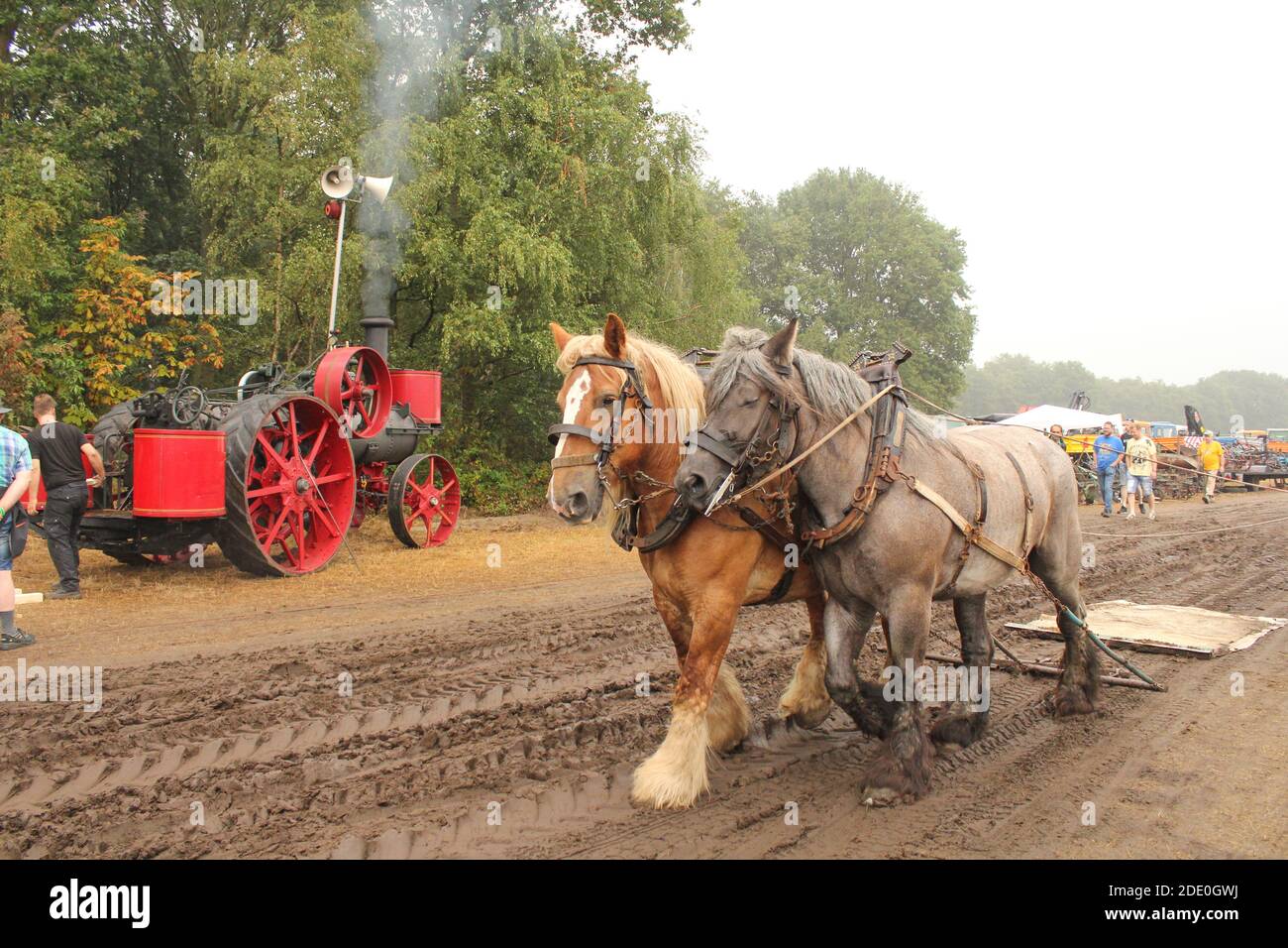 due cavalli grandi di lavoro stanno pulendo un aratro ad un terreno festival in un grande evento agricolo nei paesi bassi in estate Foto Stock