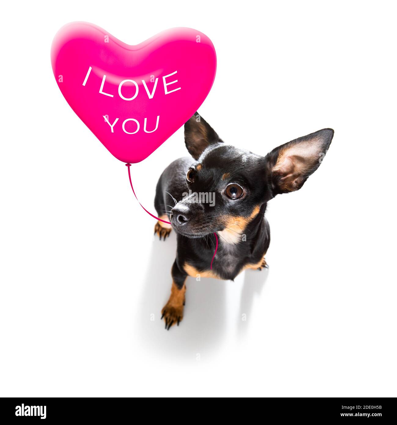 praga ratter cane in amore per felice valentines giorno rosa palloncino che guarda la fotocamera Foto Stock