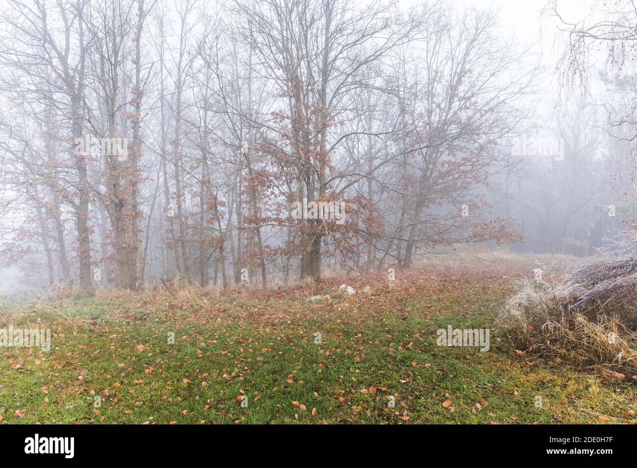 Grande nebbia nella foresta di querce. Paesaggio misterioso. Nebbia nella foresta piovosa, paesaggio autunnale. Giorno nebbia. Foto Stock