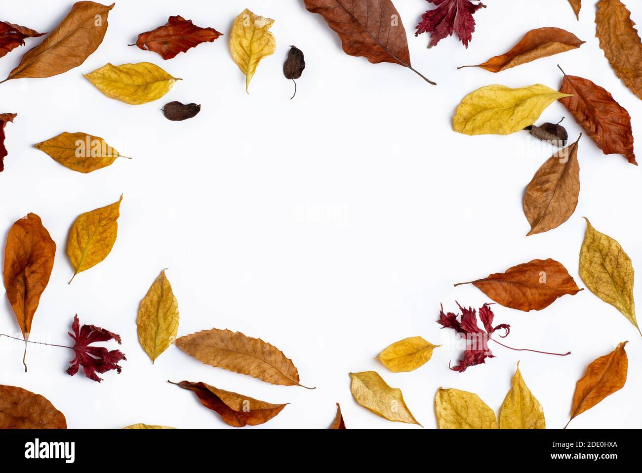 Foglie di autunno bordo su sfondo di carta bianca. Foto Stock