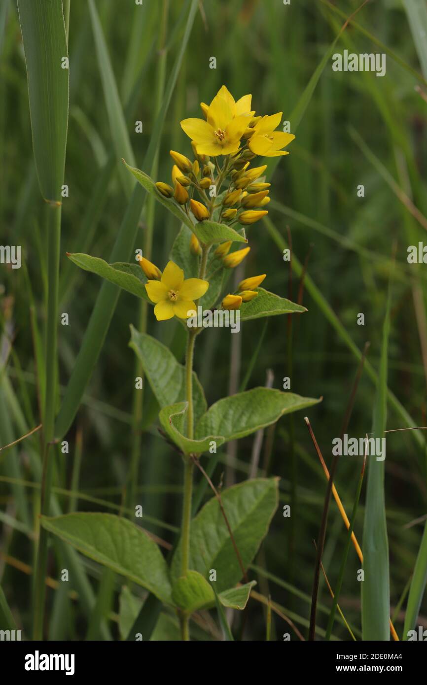 Loosestrife giallo Foto Stock