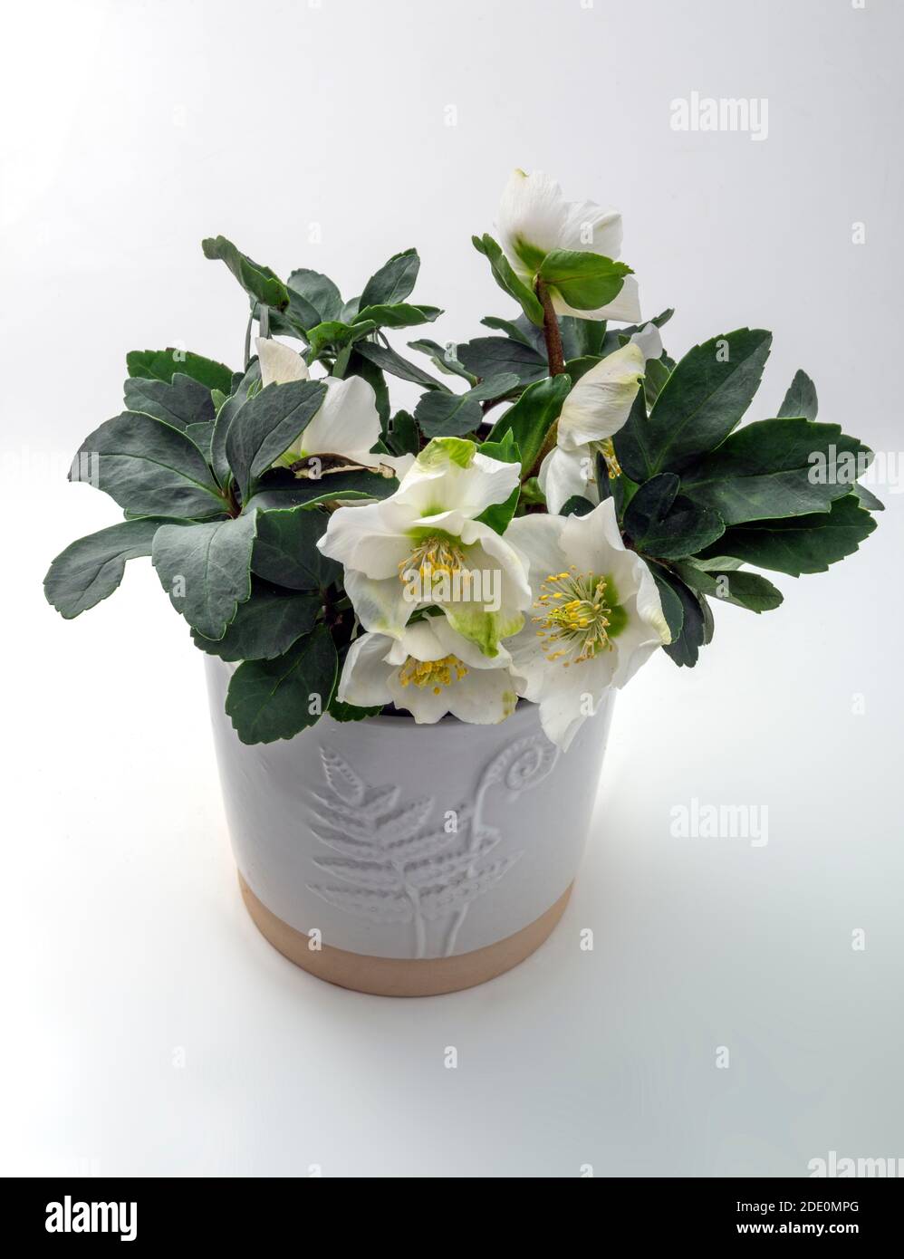 Helleborus niger o natale rosa un inverno o natale fioritura pianta giardino fotografato in studio, Regno Unito Foto Stock