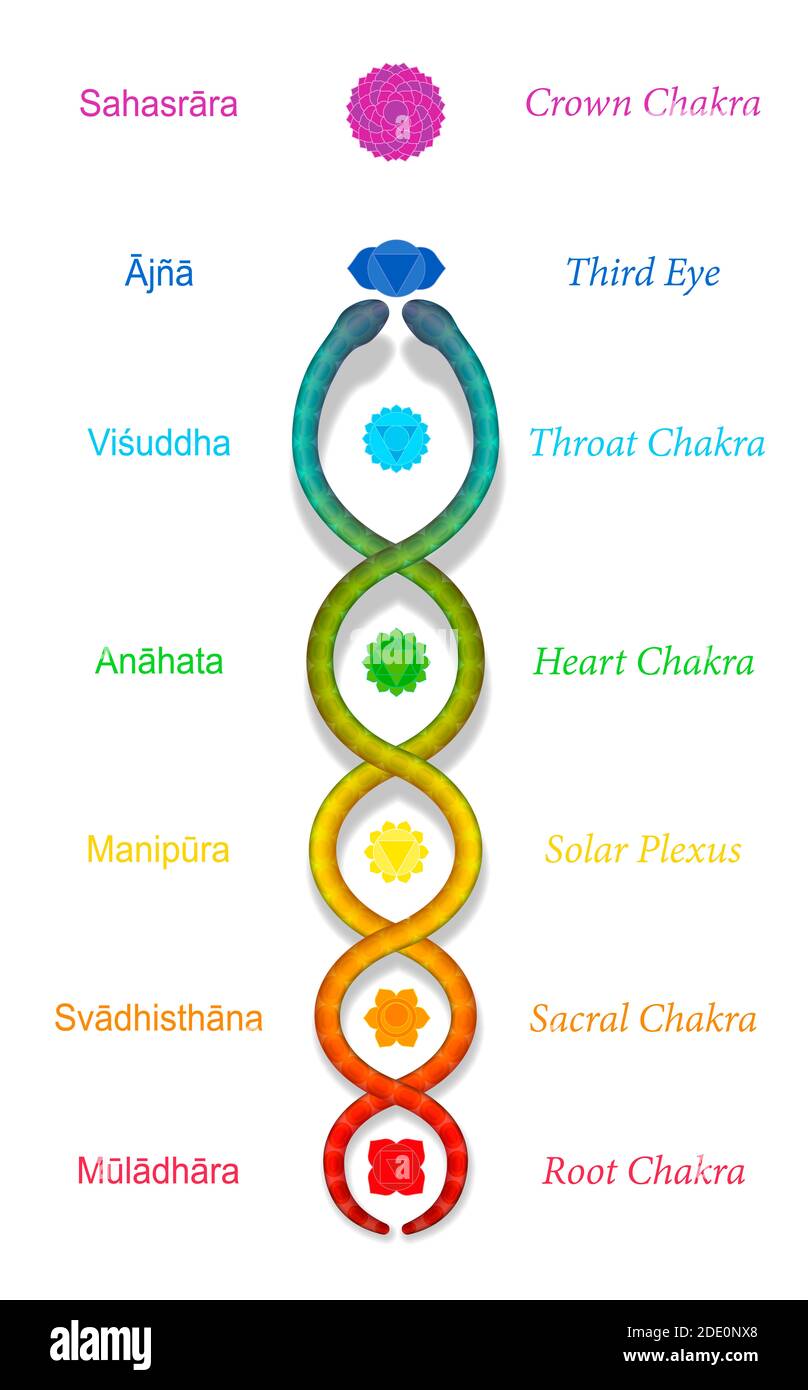 Kundalini serpente o serpente spiralato salendo lungo i sette chakra  principali, con nomi sanscriti. Simbolo del potere spirituale e  dell'equilibrio, del risveglio Foto stock - Alamy