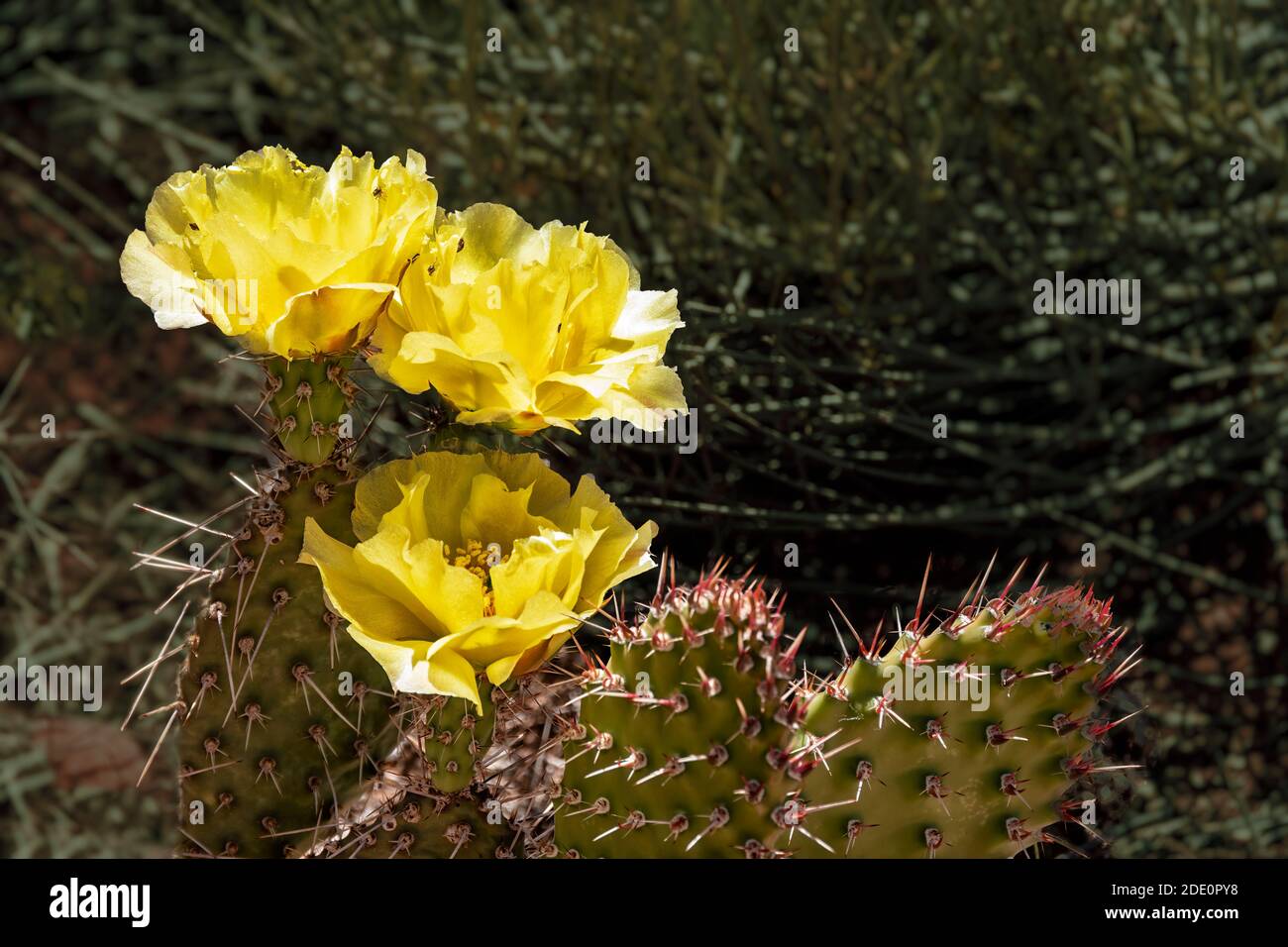 Giallo pera prickly fiori di cactus gowing selvatico Foto Stock