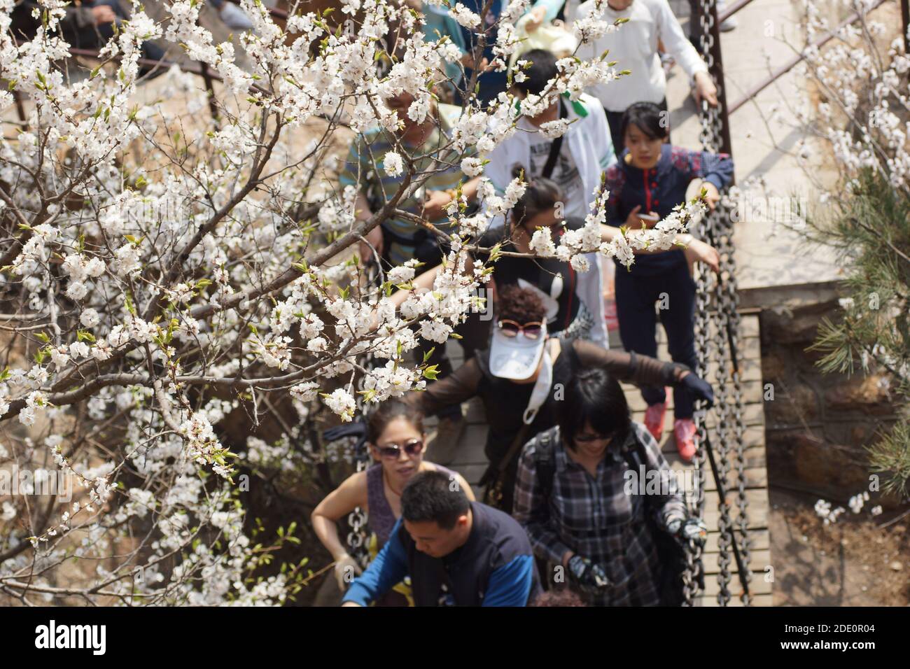 Persone che camminano sul montino per ammirare i fiori di ciliegio. Qianshan National Park, Anshan, provincia di Liaoning, Cina. Foto Stock
