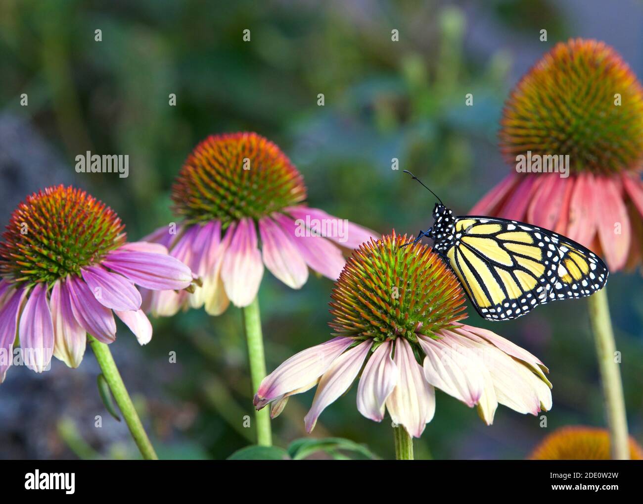 Farfalla Monarch su fiore di colore pastello coneflower in giardino fiorito. Foto Stock