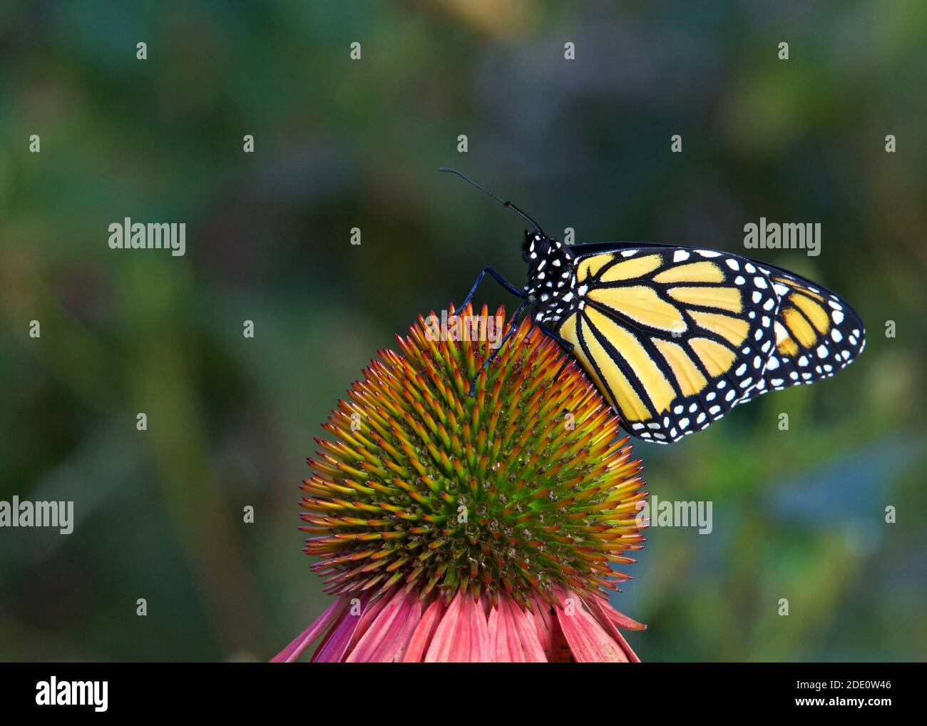 Farfalla Monarch su fiore di colore pastello coneflower in giardino fiorito. Foto Stock