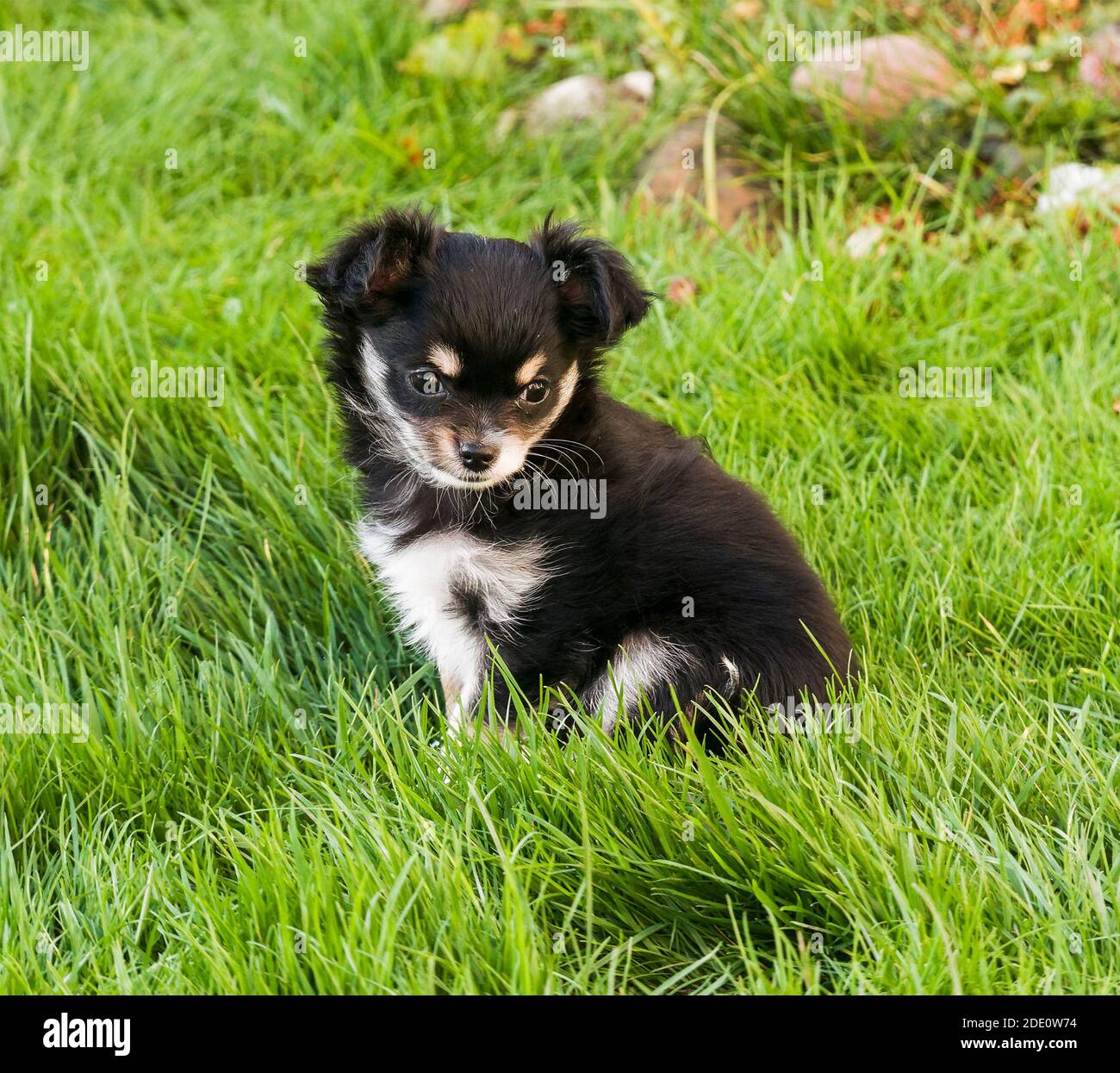 Cucciolo di Chihua hua a nove settimane di età seduto dentro erba lunga Foto Stock