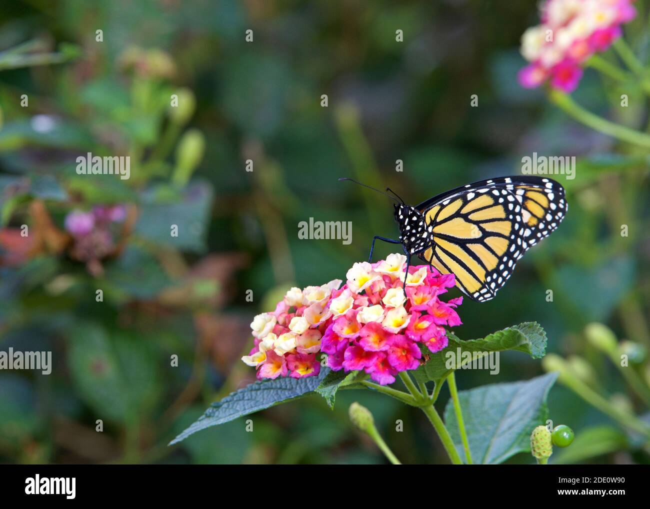Farfalla monarca su fiori rosa e giallo lantana. Foto Stock