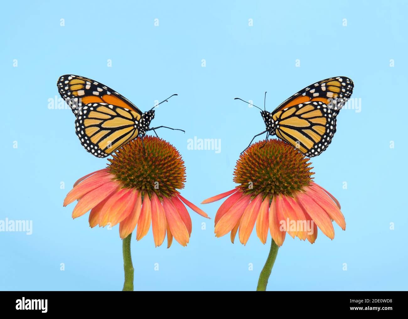 Due farfalle monarca faccia a faccia su fiori di cono rivolti l'uno verso l'altro, una farfalla con gamba estesa come se si raggiunge per l'altro. Luce bl Foto Stock
