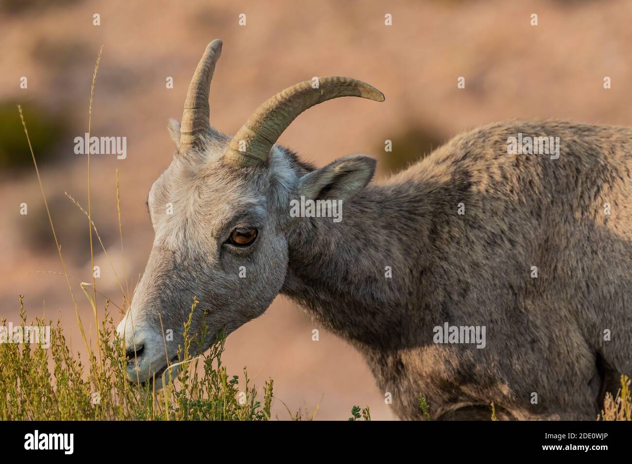 Pecora di Bighorn, Ovis canadensis, pascolo al Devil Canyon Overlook in Bighorn Canyon National Recreation Area, vicino Lovell, Wyoming, Stati Uniti Foto Stock