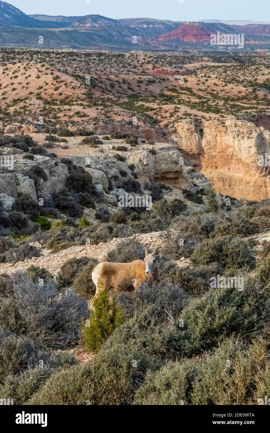 Pecora di Bighorn, Ovis canadensis, navigando sul mogano di montagna di Curlleaf al Devil'osservazione del Canyon nell'area ricreativa nazionale di Bighorn Canyon, vicino Lovel Foto Stock