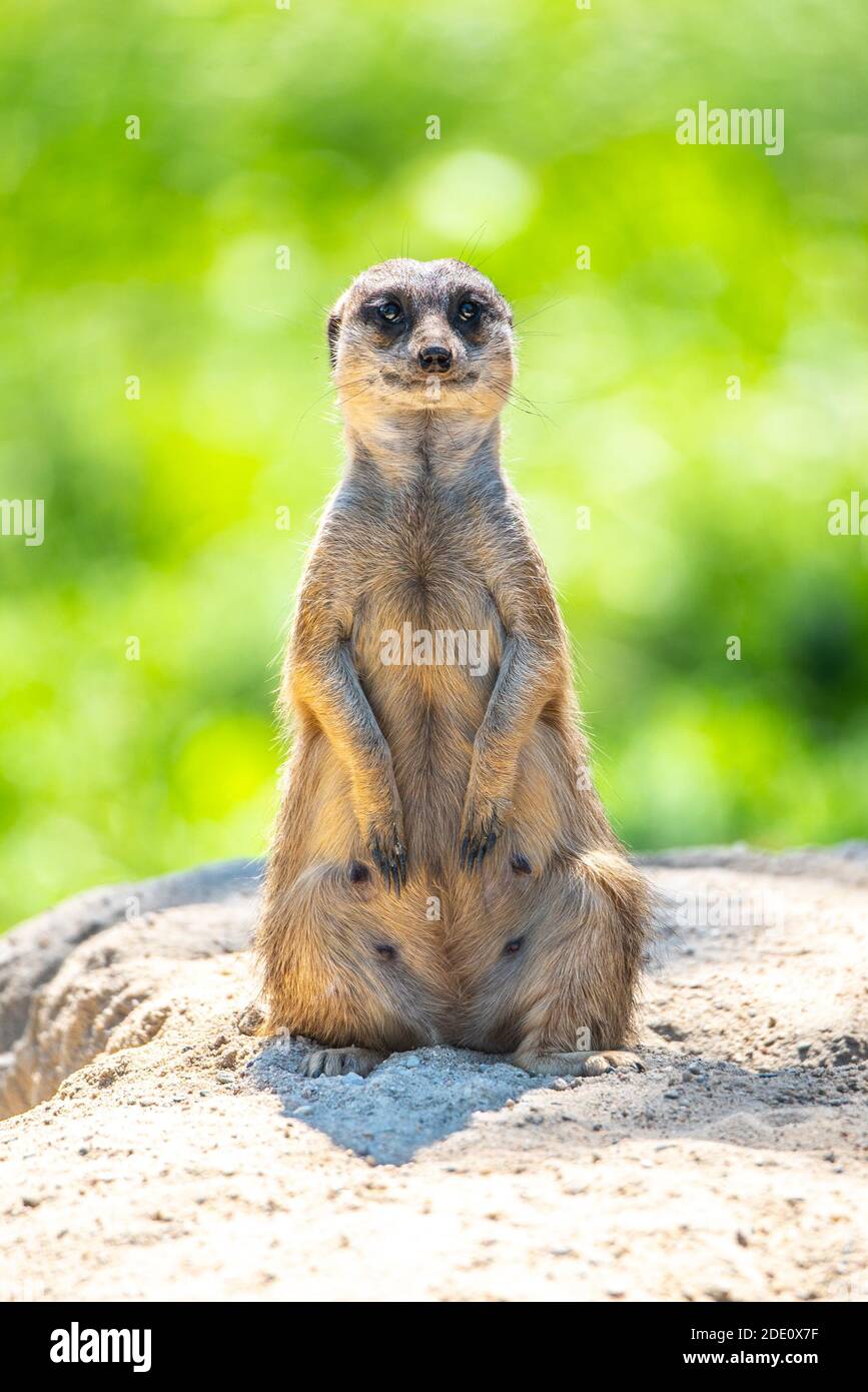 Meerkat, Suricata suricatta, seduto sulla roccia. Foto Stock
