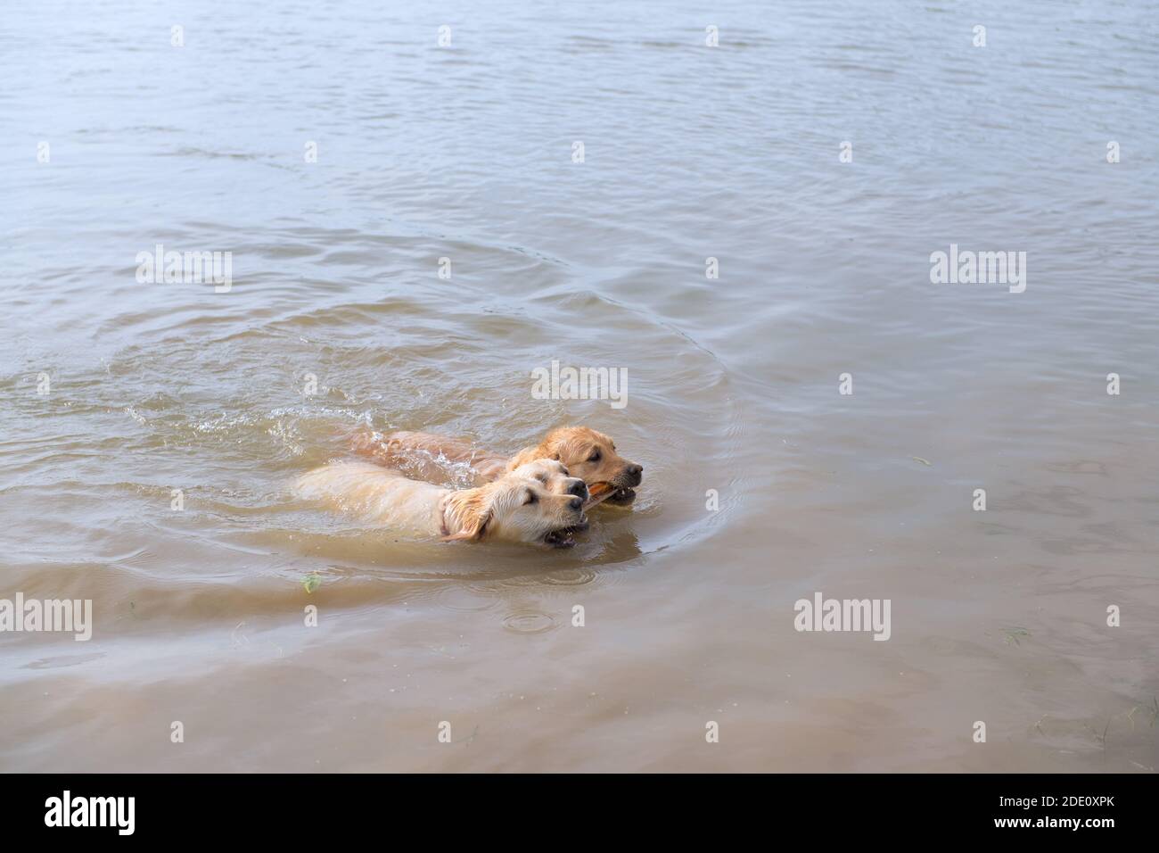 Nuoto e giocare cani labrador Foto Stock