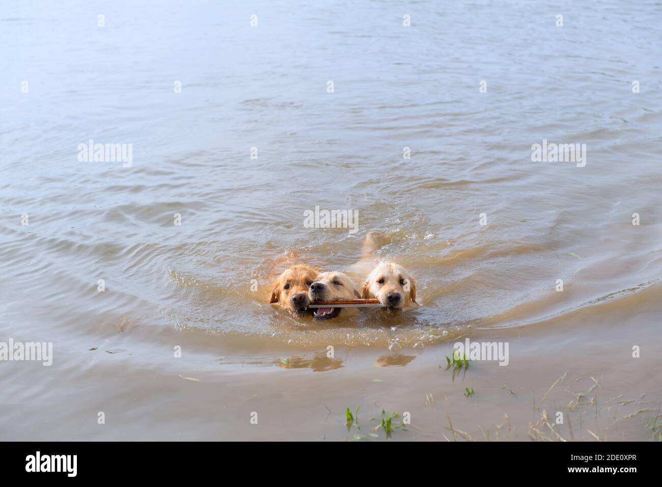 Nuoto e giocare cani labrador Foto Stock